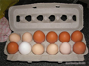Hen coop - Raising Chicken - Country living - Fresh Eggs - DIY Chicken Coop