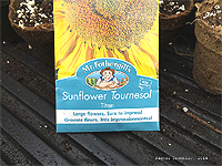 Sunflower seeds packets