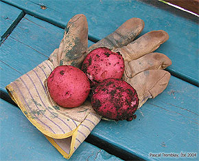 Red Potatoes - Kitchen garden - Vegetable garden - kitchen grdening