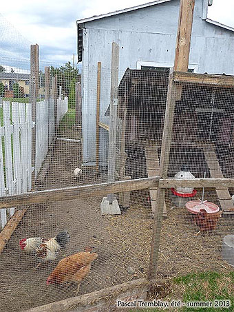 DIY Aviary - Chicken run - Cheap avriary - Aviaries Plans