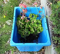 Overwintering Geraniums as Houseplants