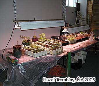 Start seeds indoors - Growing Table - Seedlings Table