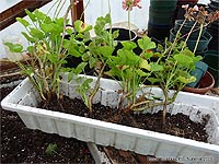 How to grow potted geraniums - Saving geraniums before the first frost