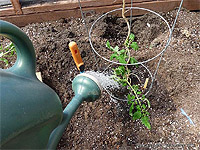 Caging tomato plants - Place a cage around tomato plant - Staking and supportaing tomato plants