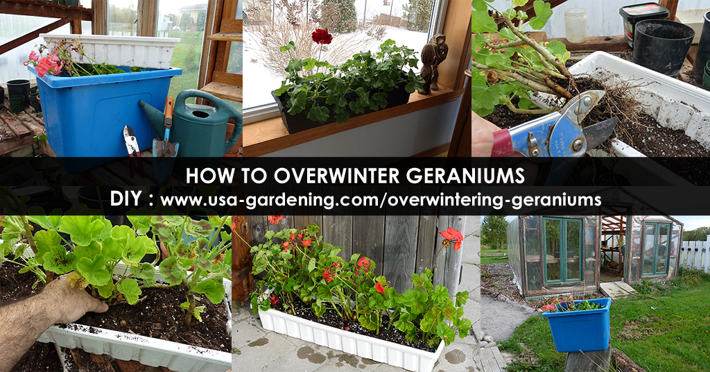 Overwintering geraniums