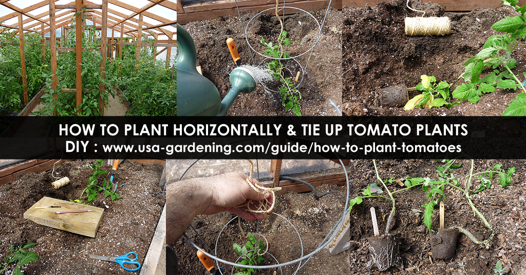 Planting Tomato Plants horizontally