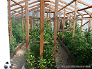 Cheap garden greenhouse