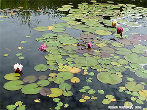 Aquatic Plants - Water Garden - Pond Plants