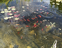 Goldfish in a pond