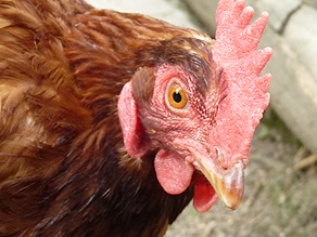 Laying chicken