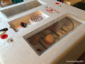 Hatching eggs - Automatic incubator for sale - Circulated air incubator - Forced air incubator