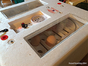 Hatching eggs - Automatic incubator for sale - Circulated air incubator - Forced air incubator