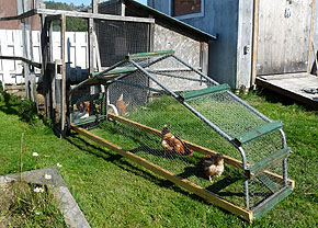 Mobile chicken coop building guide - How-to Chicken Tractor - DIY Chicken Ark on wheels