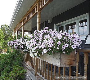 Flower Box - Windows Boxes - Planter Box - Flower Boxes