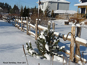 Rustic fencing - Rail fencing - Split-rail fence - DIY Split rail fence - Cedar fence rails