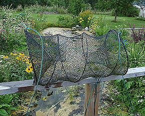 Collapsible fish trap