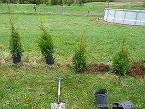 DIY Hedging Cedar Trees - Cedar Hedge
