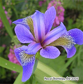 Larger blue-flag - Perennials - Growing Larger Blue-Flag