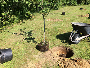 Pommier - Conseils de Plantation de Pommier au Jardin - Comment choisir un pommier - Acheter un pommier