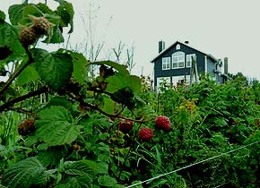 Raspberries - How to grow raspberries - planting raspberries