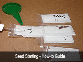 Seed starting instructions - DIY seedlings - Starting seeds tips