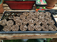 Sowing sunflowers