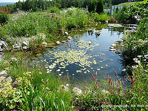 DIY Backyard Pond - Cheap Water Garden - Water Gardening features