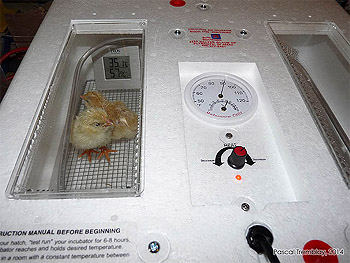 Automaic egg incubator - Choosing an incubator to hatch eggs
