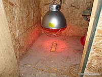 Chicken brooder heat lamp - Making a brooder and raising baby chickens