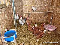 Heated and insulated hen coop - Poultry house DIY Guide