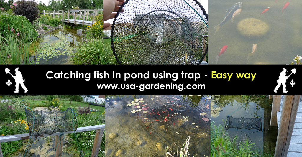 Garden Ponf Fish Trap