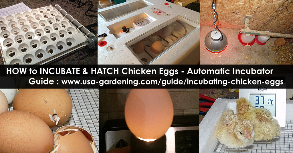 Hatching chicken eggs