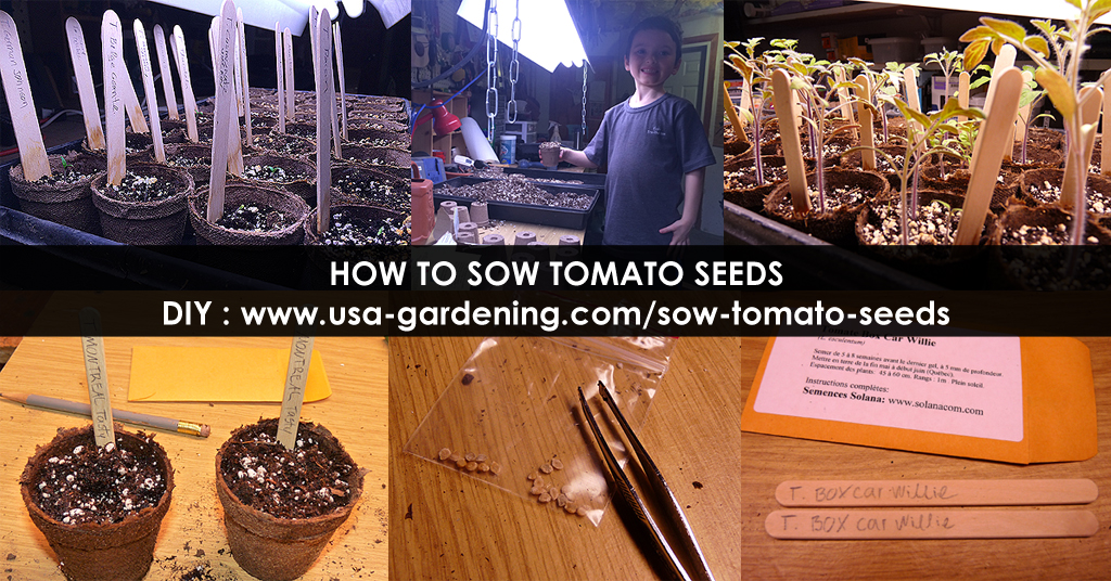 Plant tomato seeds