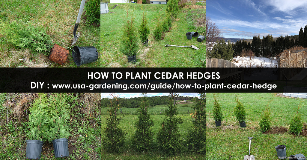 Cedar edging