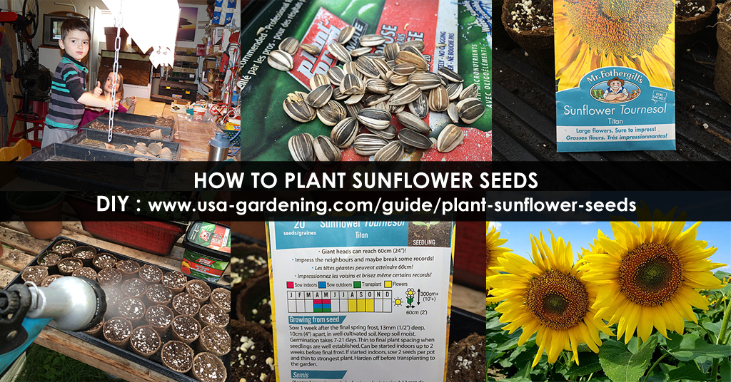 Planting sunflower