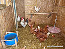 Cheap Poultry Coops