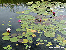 DIY Water Garden