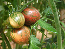 Tomatoes Growing Tips